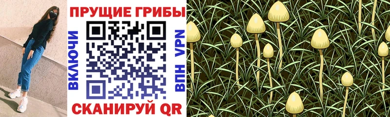 Галлюциногенные грибы GOLDEN TEACHER  сколько стоит  Нефтекамск 